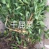 供應(yīng):水生植物  千屈菜 產(chǎn)地:浙江