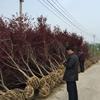 江蘇[產(chǎn)品]/江蘇日本紅楓 價格/報價
