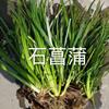 石菖蒲，浙江杭州蕭山水生植物基地批發(fā)石菖蒲，黃菖蒲，水菖蒲