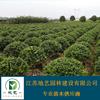 地藝苗圃大量供應無刺構骨球 無刺構骨球球基地 無刺構骨球價格