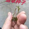 菹草種子 麥黃草種子