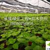 繡球花好多錢 成都哪里有賣繡球花的
