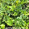四川供應(yīng)鴨腳木  鴨腳木種植戶直銷、鴨腳木價格、鴨腳木照片 