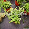 鼠尾草好多錢(qián)？2019新鼠尾草價(jià)格 、 成都鼠尾草基地直銷(xiāo)