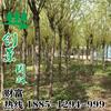 黃金柳沭陽-黃金柳沭陽批發(fā)、促銷價(jià)格、產(chǎn)地貨源 -
