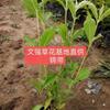 山東薰衣草，鼠尾草，彩葉草，矮牽牛，一串紅，彩葉草，孔雀草，金盞菊，長春花，四季海棠，雞冠花，金葉薯，夏堇，太陽花，五色草，酢醬草，美女櫻，垂吊牽牛，矮牽牛，美人蕉介紹/特征/用途