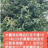 九江精品10到18公分紅花木蓮，江西紅花木蓮量大供應(yīng)10到1