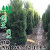 沭陽圓柏樹基地  產(chǎn)地貨源  低價(jià)
