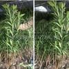江蘇高100-200公分夾竹桃價格行情報價/高100-200公分夾竹桃價格圖片展示