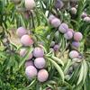 紅脆李苗價(jià)格 ，紅脆李苗種植技術(shù)