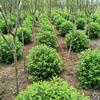 大小規(guī)格江蘇精品繡線菊價(jià)格 繡線菊農(nóng)戶直銷基地
