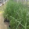江蘇香根草專業(yè)種殖基地 地被草花園林綠化