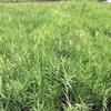 花葉蘆竹圖片、基地批發(fā)價(jià)、浙江杭州價(jià)格