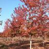 銀紅槭 濟(jì)寧銀紅槭基地 山東銀紅槭價(jià)格行情報(bào)價(jià)