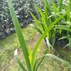 福建供應(yīng)鳶尾規(guī)格齊全 產(chǎn)地直銷