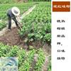 一年生媛紅碰柑橘子樹苗，媛紅碰柑產(chǎn)地，媛紅碰柑苗價格