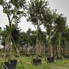 福建12公分，15公分黃花風(fēng)鈴木 批發(fā)/供應(yīng)