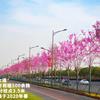 ‘四季春1號(hào)’紫荊樹——超美開花行道樹