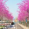 供應(yīng)各種規(guī)格‘四季春1號(hào)’紫荊樹