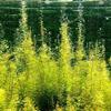 浮島種植_水生植物_生態(tài)治理抗風(fēng)浪穩(wěn)定性強