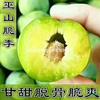 青脆李子苗抗性強(qiáng)巫山清脆李