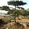 供應(yīng)各種規(guī)格景觀松、造型松