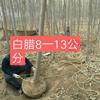 8公分白蠟
