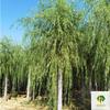 批發(fā)柳樹(shù)_規(guī)格齊全_柳樹(shù)產(chǎn)地_苗木價(jià)格