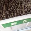 茶花種子