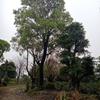 供應(yīng)大規(guī)格香樟樹(shù)大規(guī)格香樟樹(shù)批發(fā)廣西大規(guī)格香樟廣西香樟樹(shù)桂林