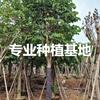 福建羊蹄甲價(jià)格 紅花紫荊價(jià)格 宮粉紫荊批發(fā)