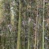 高2-4.5米早園竹北京大苗圃基地購樹木市場排名價格
