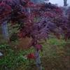 三季紅楓/中國紅楓/桂林紅楓/日本紅楓