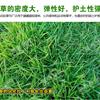工程綠化批發(fā) 馬尼拉 耐踐踏，耐修剪，耐寒，耐旱