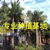 福建國王椰子價格 國王椰子樹批發供應熱帶植物國王椰子基地直銷
