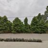 成都小葉楨楠基地 10-15公分米徑小葉楨楠價格多少錢