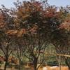 紅楓