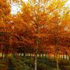 北美紅樺/赤樺（Betula nigra）、進(jìn)口苗木