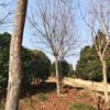 重陽木12-20公分