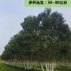 江蘇供應(yīng)女貞 規(guī)格齊全 價格實惠