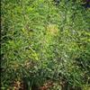 出售大刺皂角苗_山西大刺皂角苗基地直供~量大
