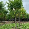 16公分香花槐精品出售規(guī)格齊全