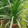 畢節(jié)龍須樹種植基地