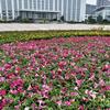 碧冬茄城市道路造景花海，矮牽?；ê９こ?，草花花?；ㄌ锍鞘芯G化