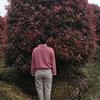 優(yōu)質(zhì)特價紅葉石楠球產(chǎn)地直銷
