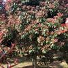 大小規格紅葉石楠樹(shù)基地
