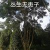 浙江供應(yīng)叢生無患子 衢州叢生無患子規(guī)格齊全