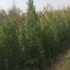定植帶土球1米5側(cè)柏-1米8側(cè)柏-2米側(cè)柏-2米5側(cè)柏