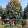 九江一級(jí)高桿紅葉石楠出售 本基地還有很多紅葉石楠小苗 紅葉石