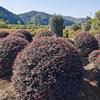 2021年浙江紅花繼木球 杭州紅花繼木球 蕭山毛球新報價